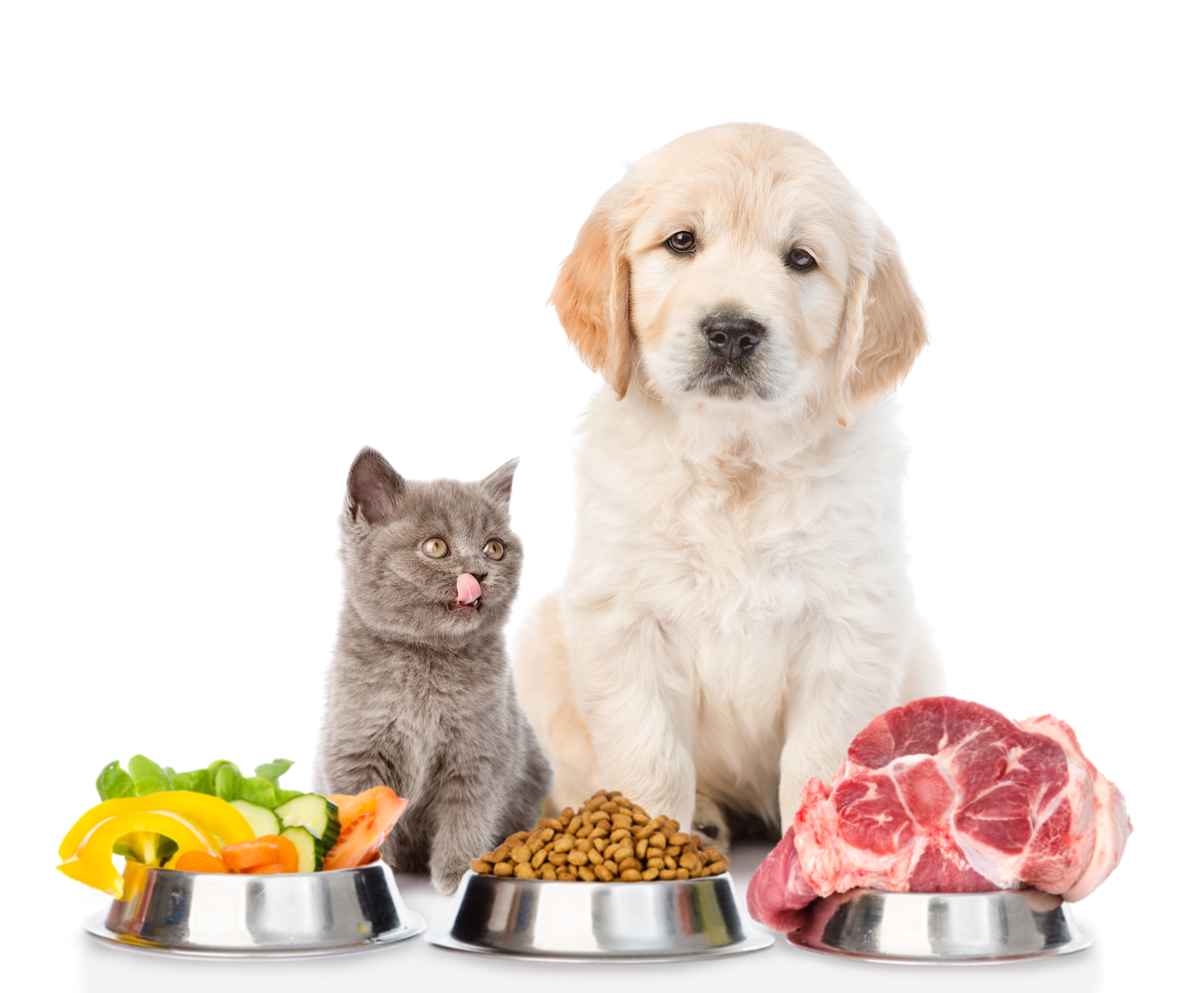 golden retriever and a licking kitten with food for pets. isolated on white background.