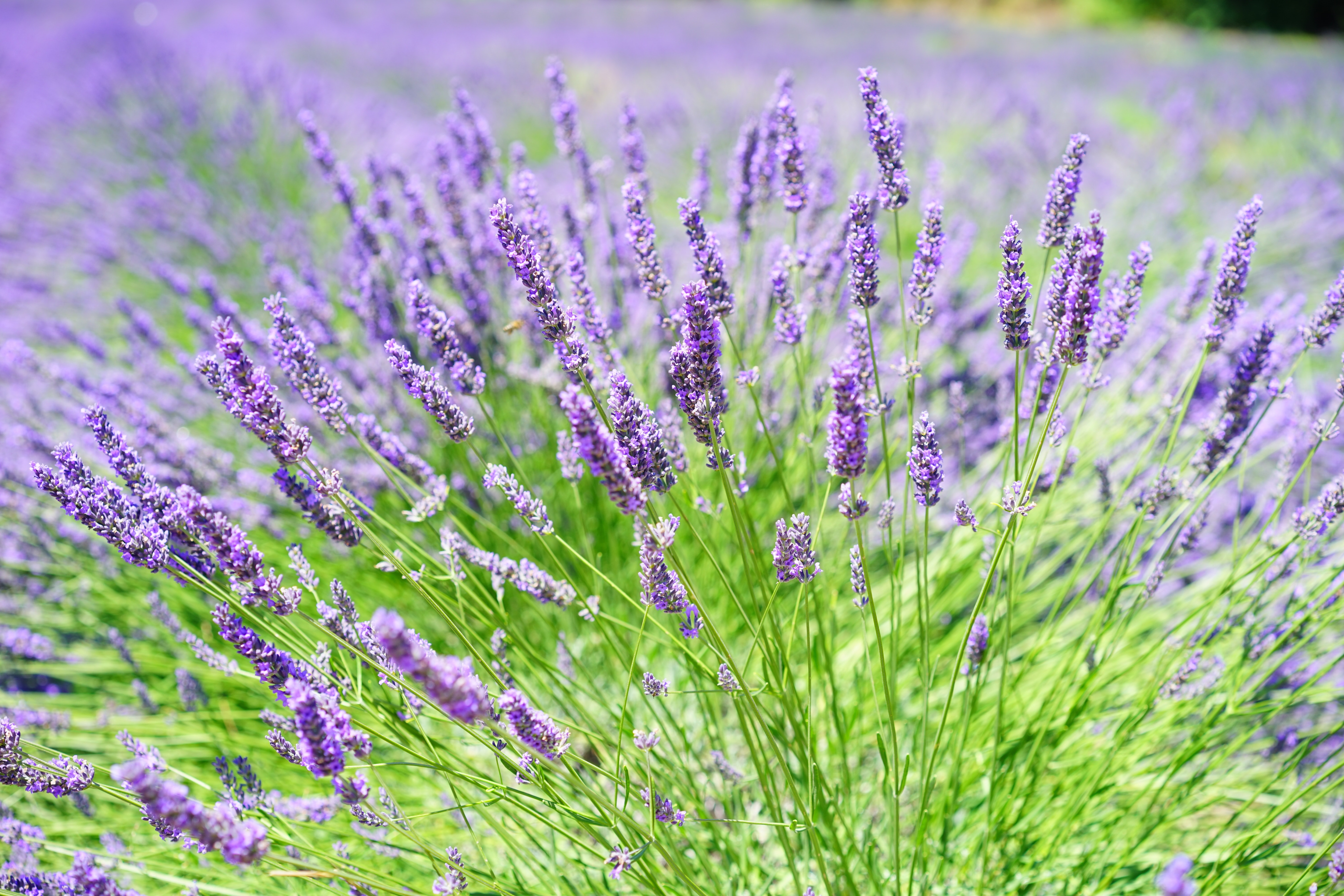close-up-photo-of-lavender-growing-on-field-248158